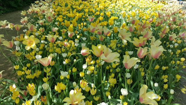 Vittoria-Vitaloni-Flowers