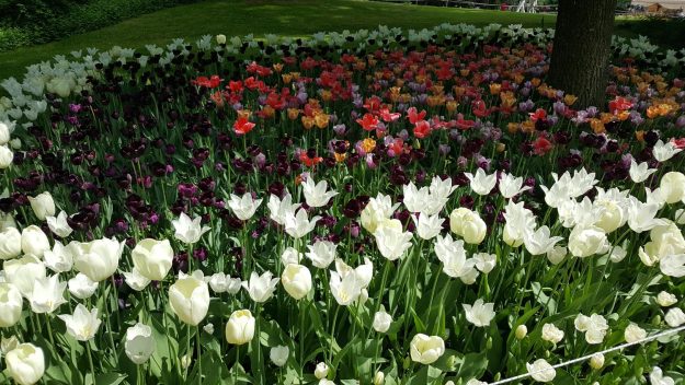 Vittoria-Vitaloni-Flowers