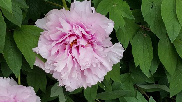 Vittoria-Vitaloni-Flowers