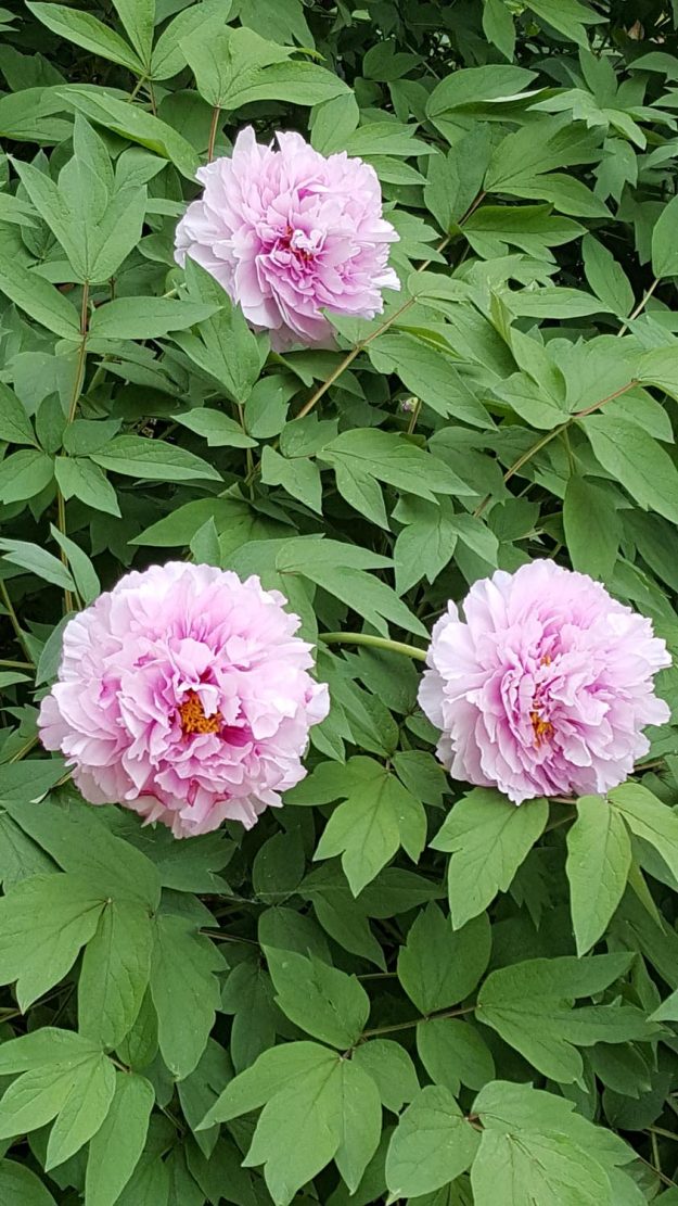 Vittoria-Vitaloni-Flowers