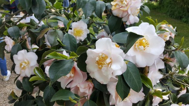 Vittoria-Vitaloni-Flowers