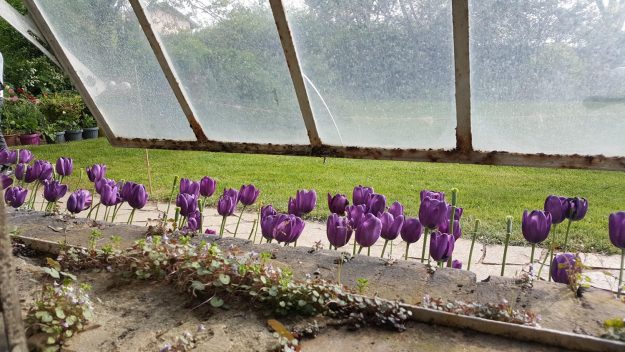 Vittoria-Vitaloni-Flowers