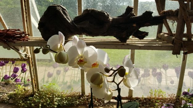 Vittoria-Vitaloni-Flowers