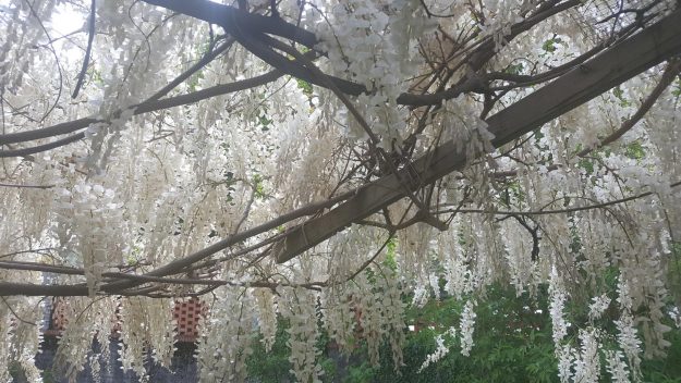 Vittoria-Vitaloni-Flowers