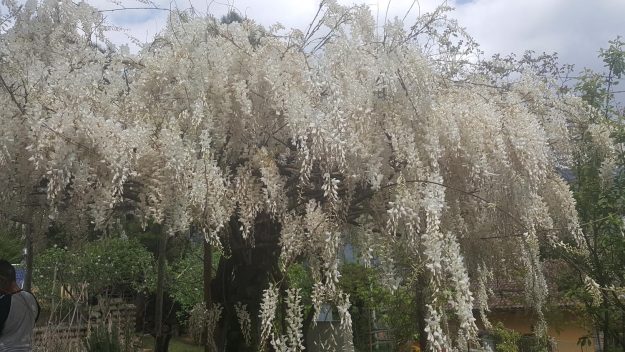 Vittoria-Vitaloni-Flowers
