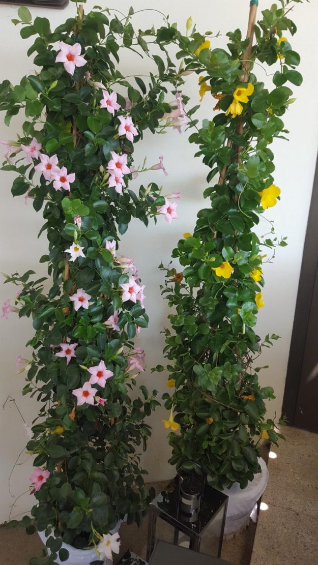 Vittoria-Vitaloni-Flowers