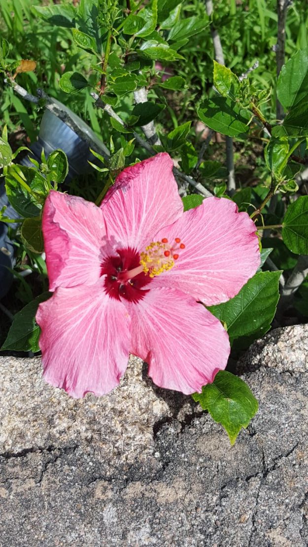 Vittoria-Vitaloni-Flowers