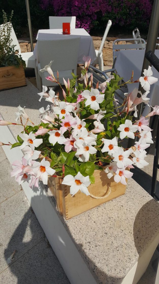 Vittoria-Vitaloni-Flowers