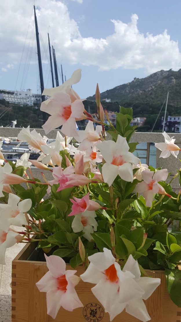 Vittoria-Vitaloni-Flowers