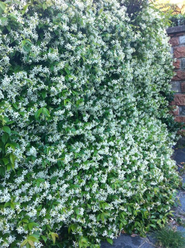 Vittoria-Vitaloni-Flowers